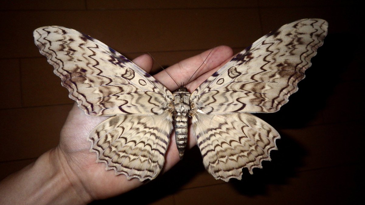 デカァァァァァいッ説明不要!! 開長225mm!!! 前翅長120mm