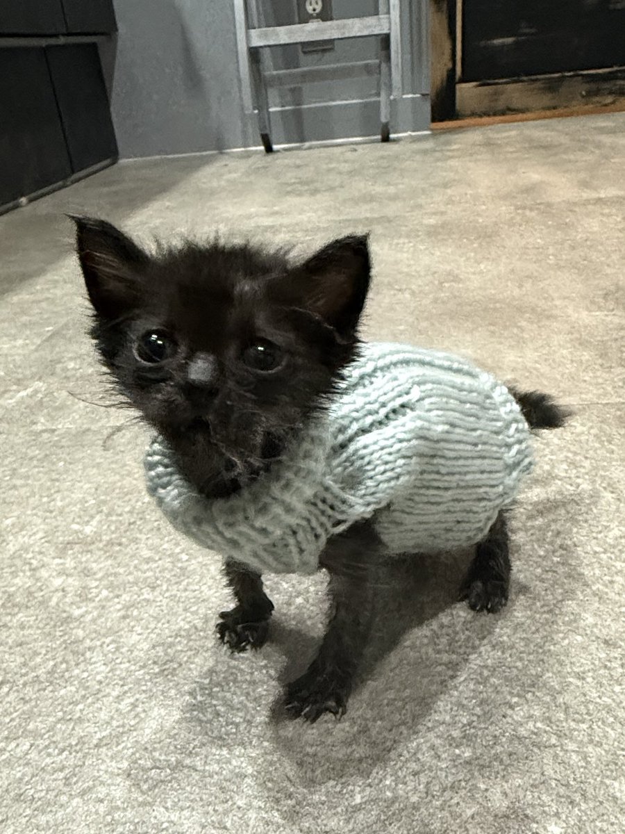 願いが叶う】【病除け 厄除け】招き猫 薄緑色 スコティッシュ 左手