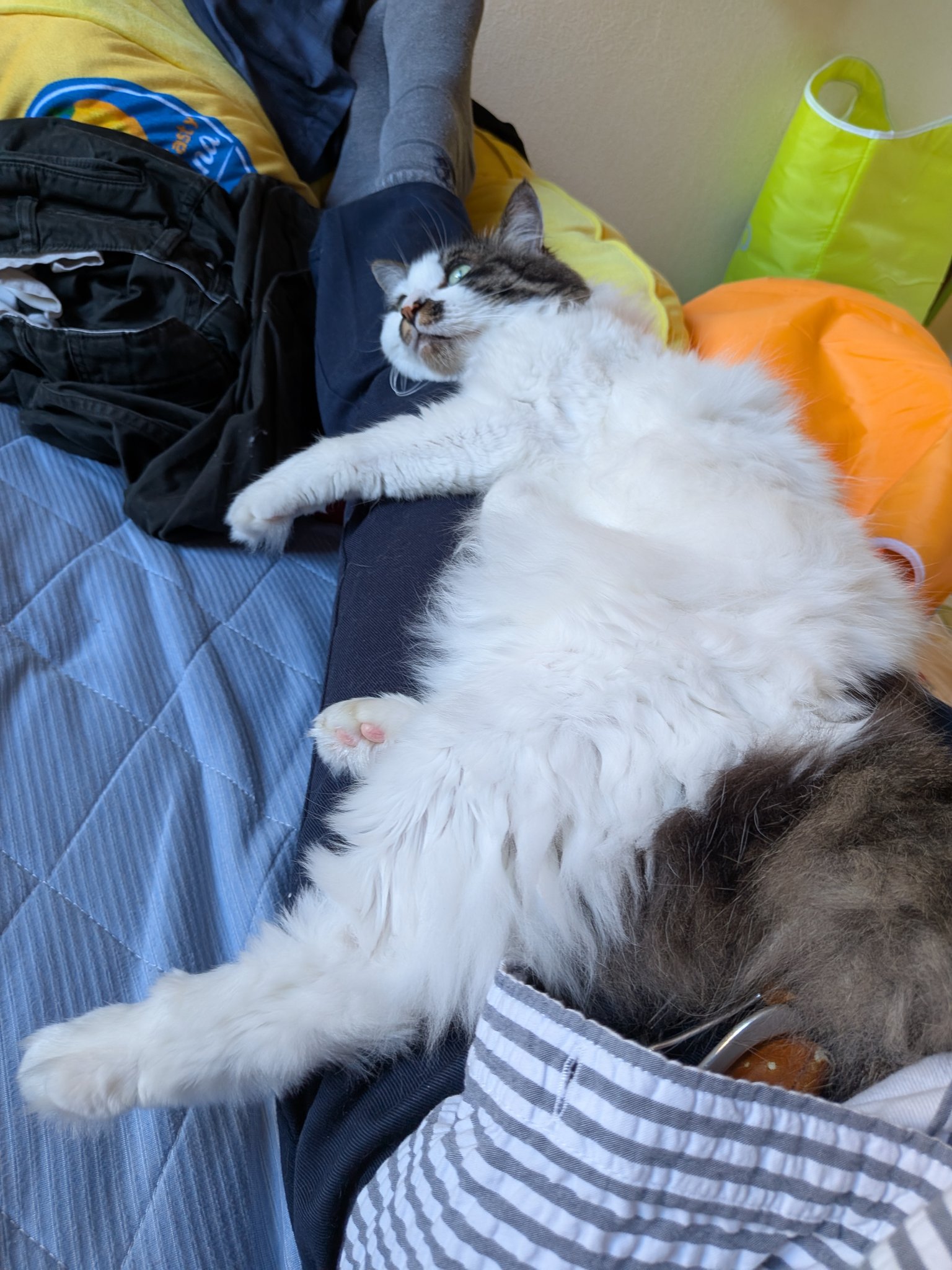 nekko1127@猫飼ってます 379 nekko1127@猫飼ってます 379 nekko1127@猫