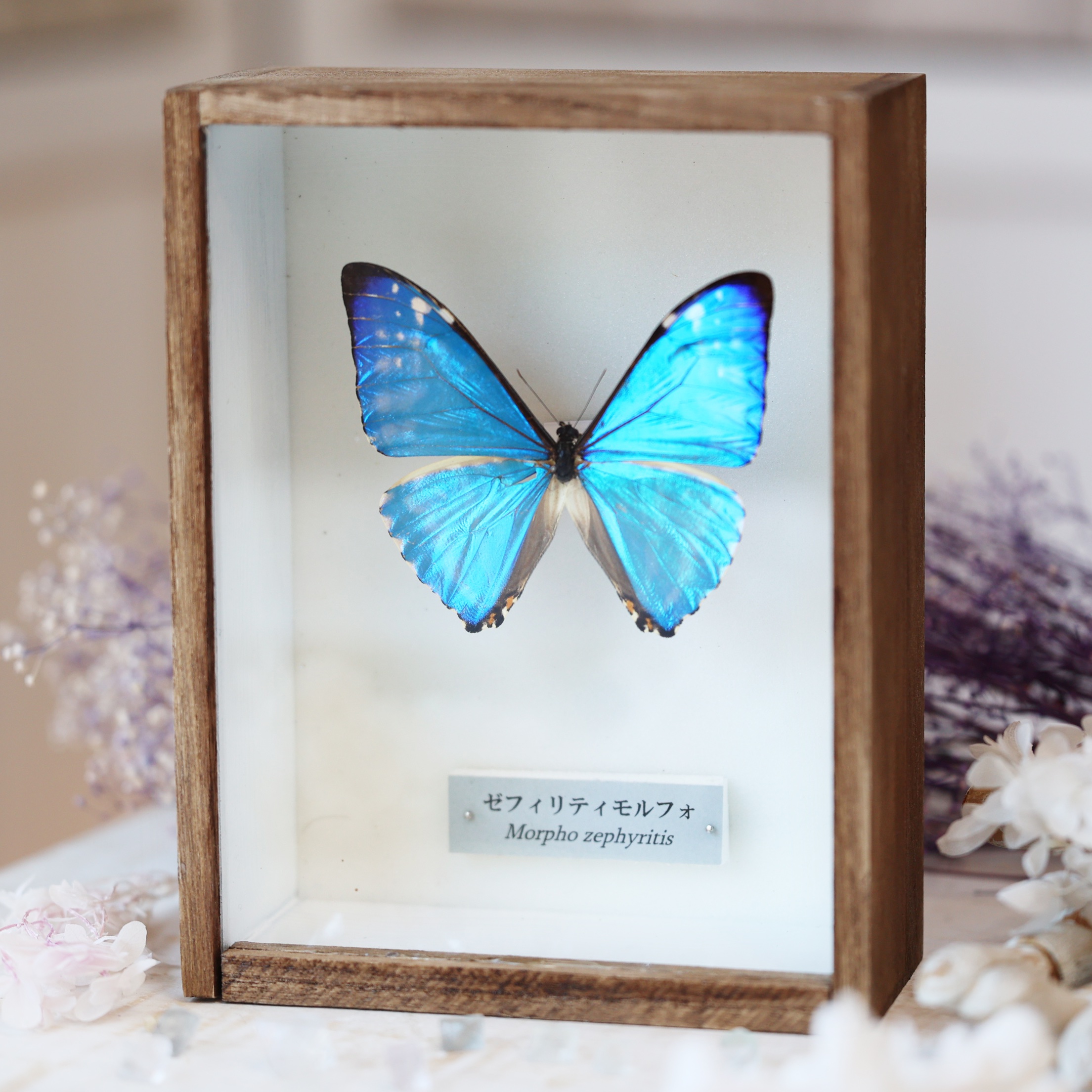 蝶標本 【公式通販】