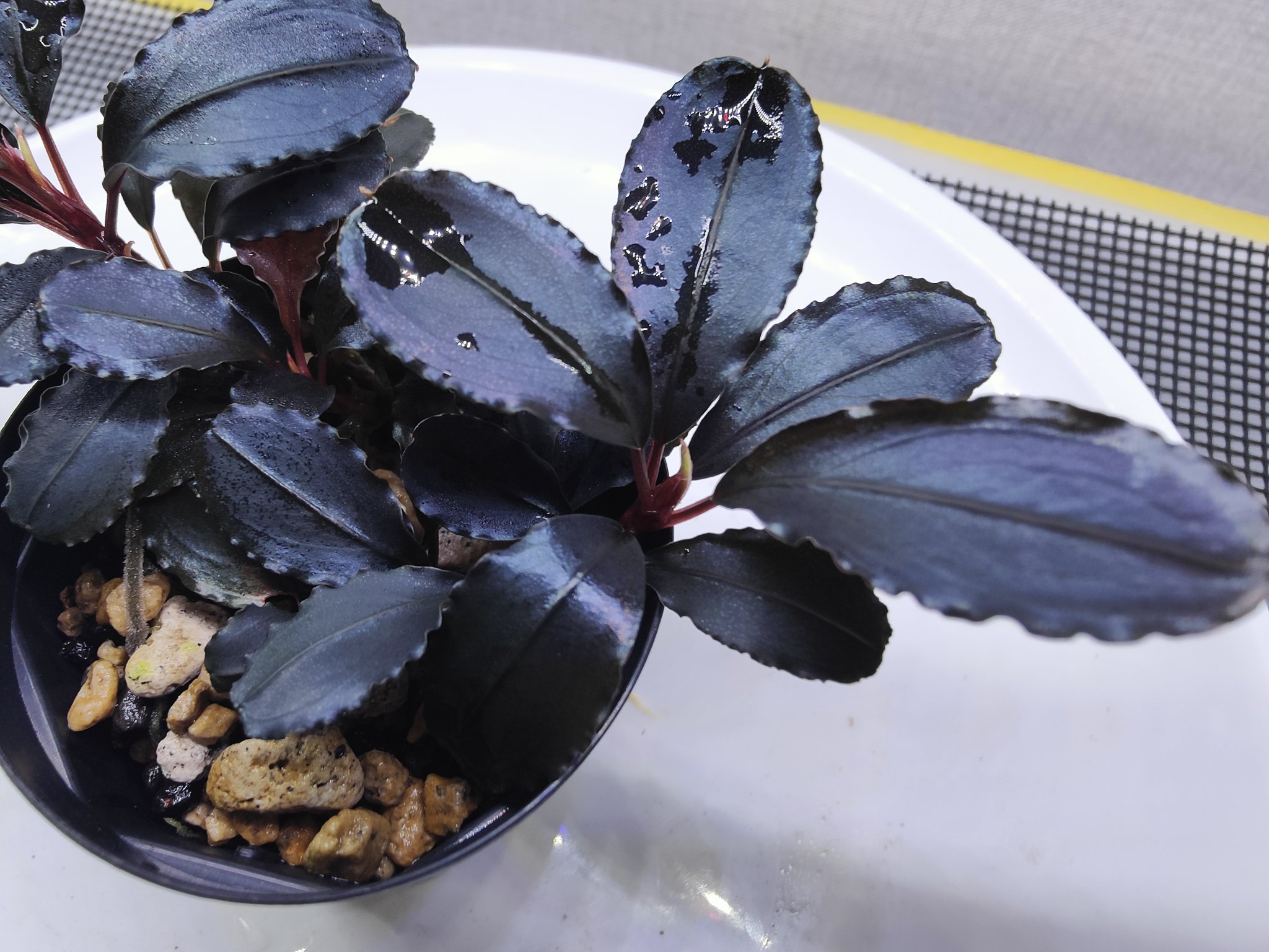 Bucephalandra sordidula