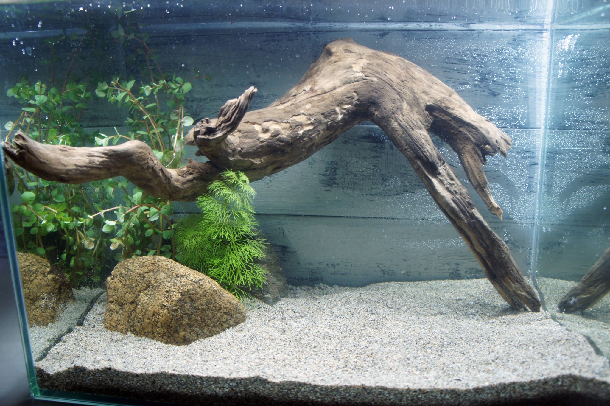 MTW-6351蔦流木1点物 アーチ流木 90cm水槽用流木 アクアリウム 流木 水槽