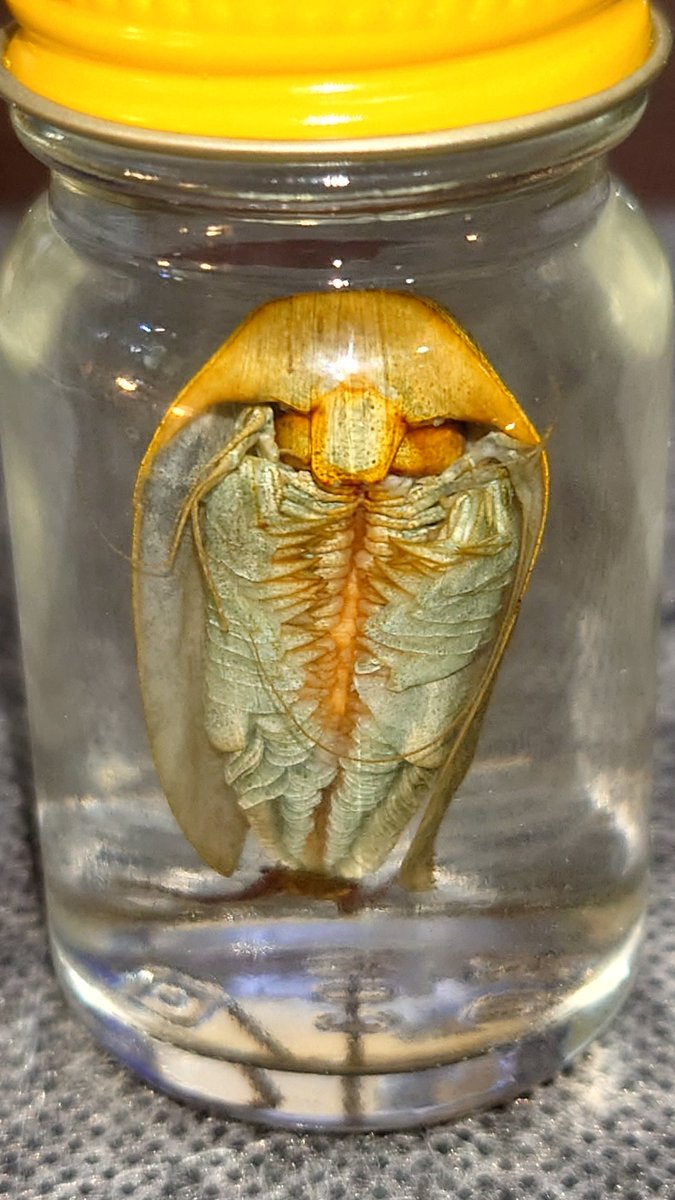 超希少！ダルマザメ液浸標本 超希少！ダルマザメ液浸標本