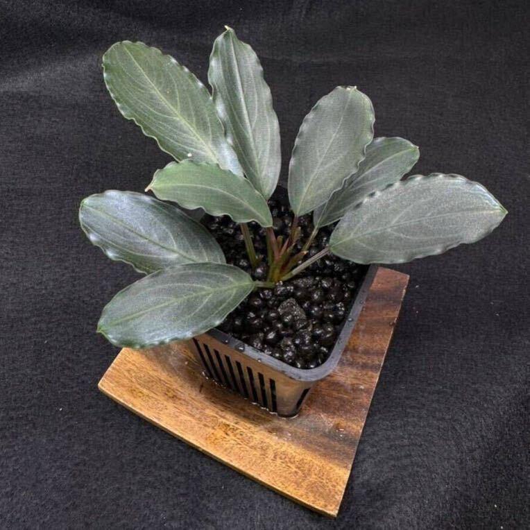 Bucephalandra sp.オリーバ【カミハタ】