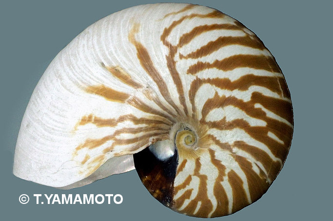 生きた化石」の一種オオベソオウムガイ（Nautilus macromphalus）。南