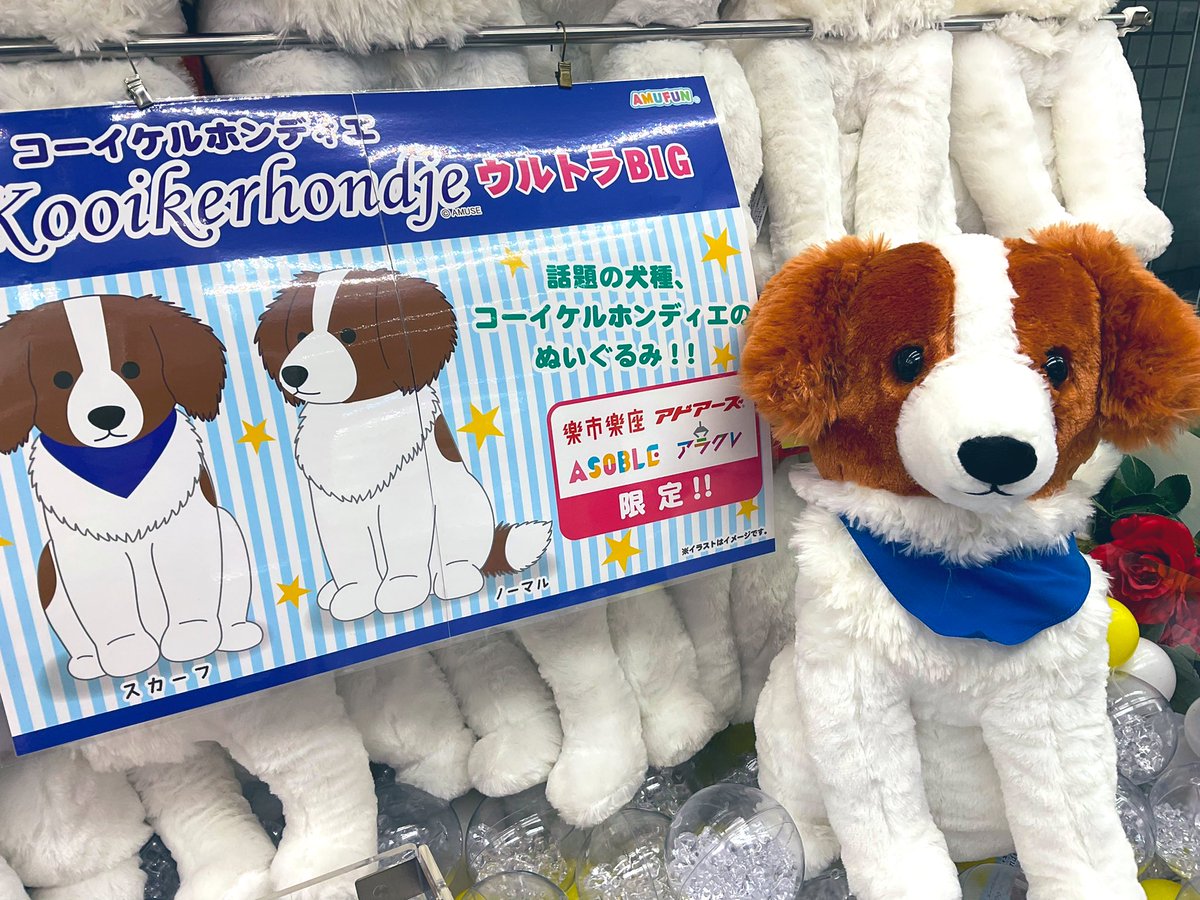 Steiff コーイケルホンディエ コーイケルホンディエ ご予約開始