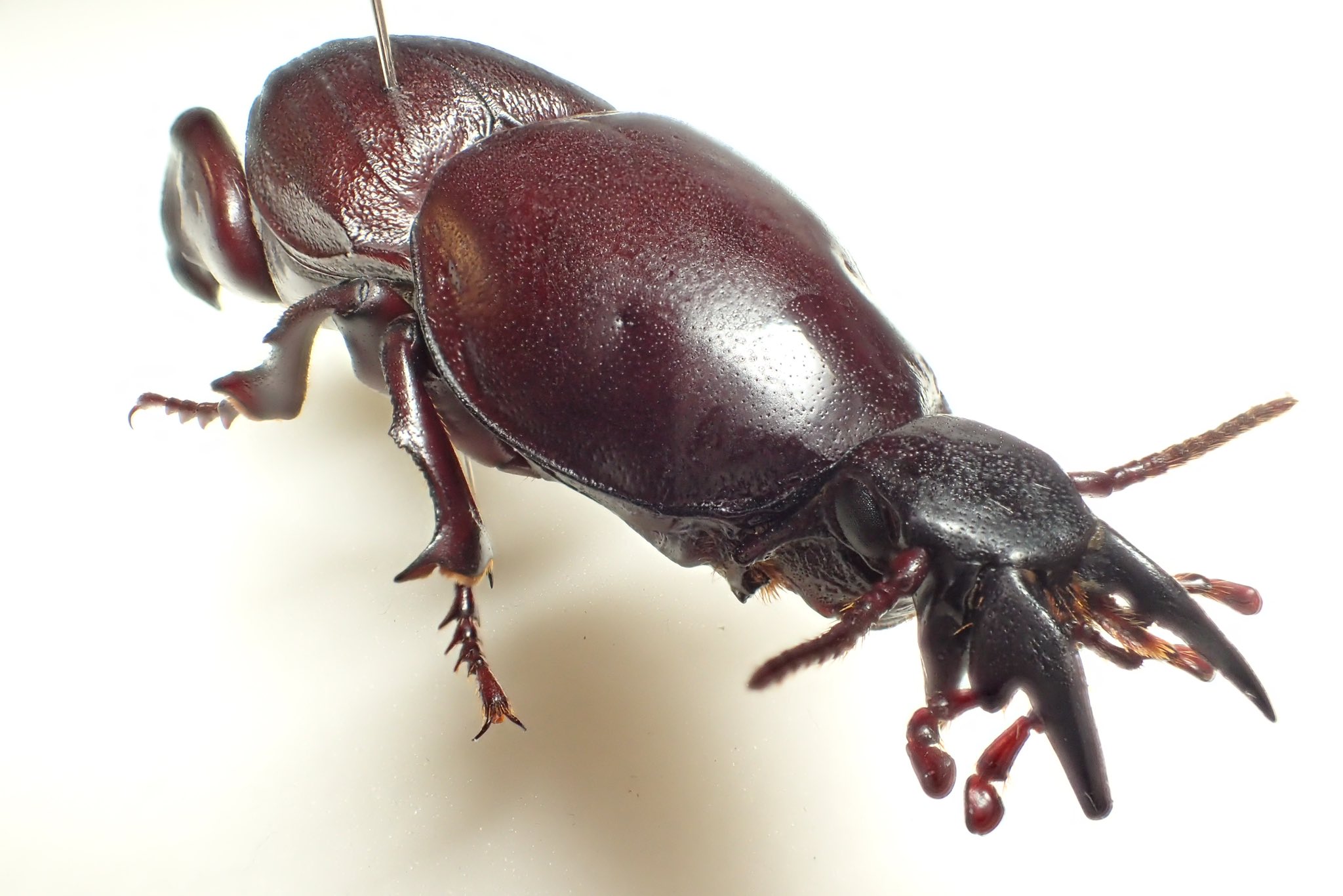 ケラモドキカミキリ 標本