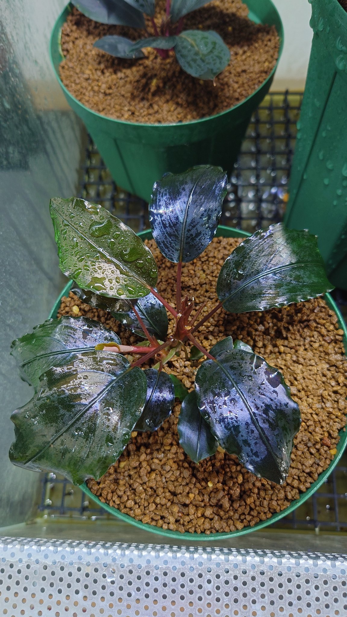 Bucephalandra sp. Black herrykafa 【公式通販】