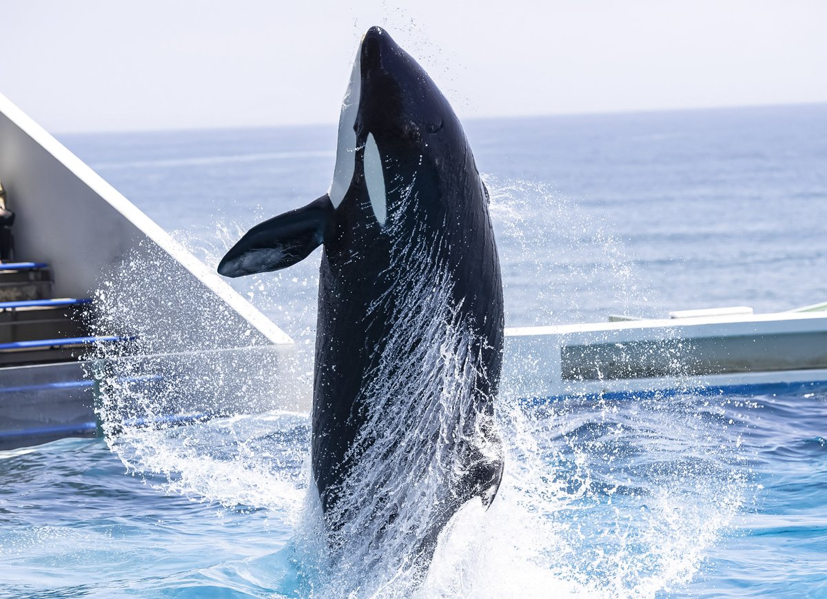 鴨川シーワールドのご案内 ○公式オンラインショップ「オルカショップ