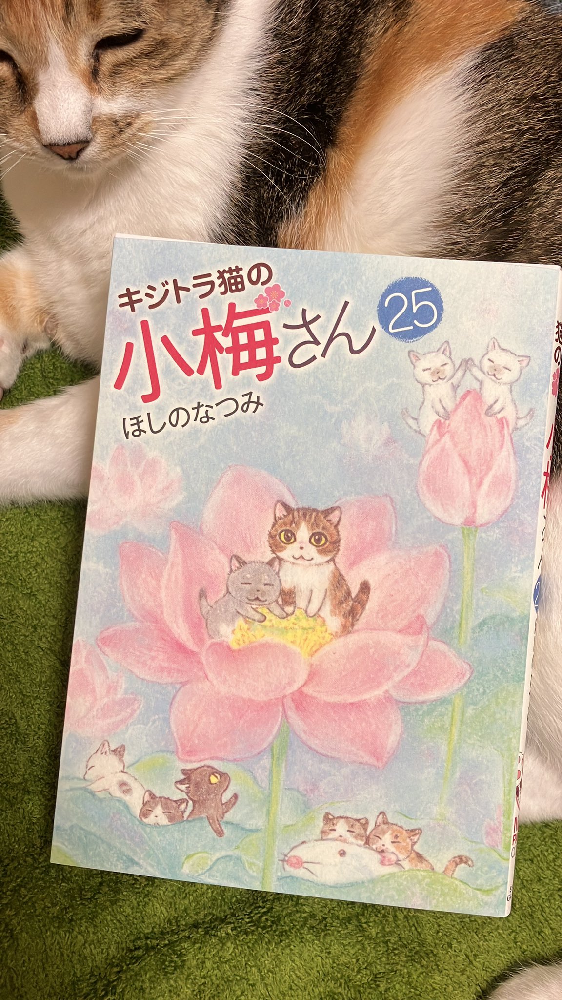 ☆全巻セット キジトラ猫の小梅さん 1-15巻 ほしのなつみ ※画像