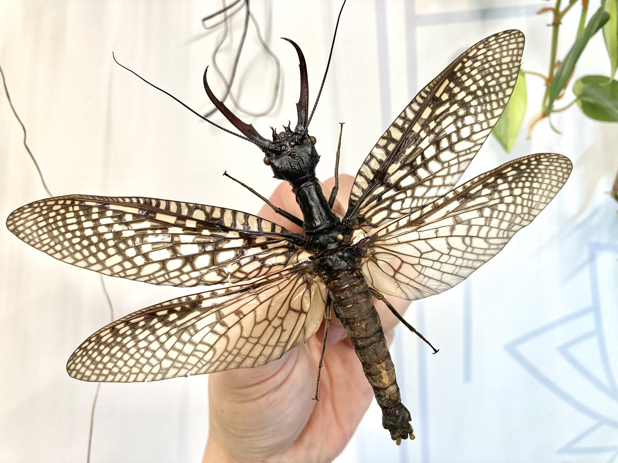 専用 オオキバヘビトンボ 標本 2種1体ずつ 専用 オオキバヘビトンボ 標本 2