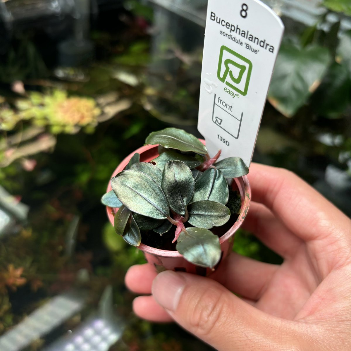 トロピカ社から新しくブセファランドラ sp. sordidula 