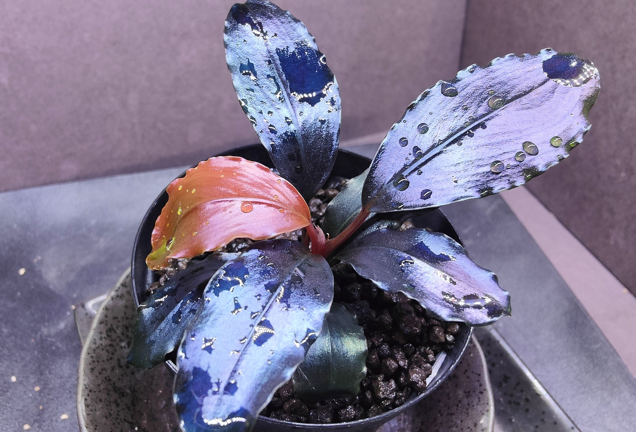 ブセファランドラspティアブルー水上 ブセファランドラ sp.ティア