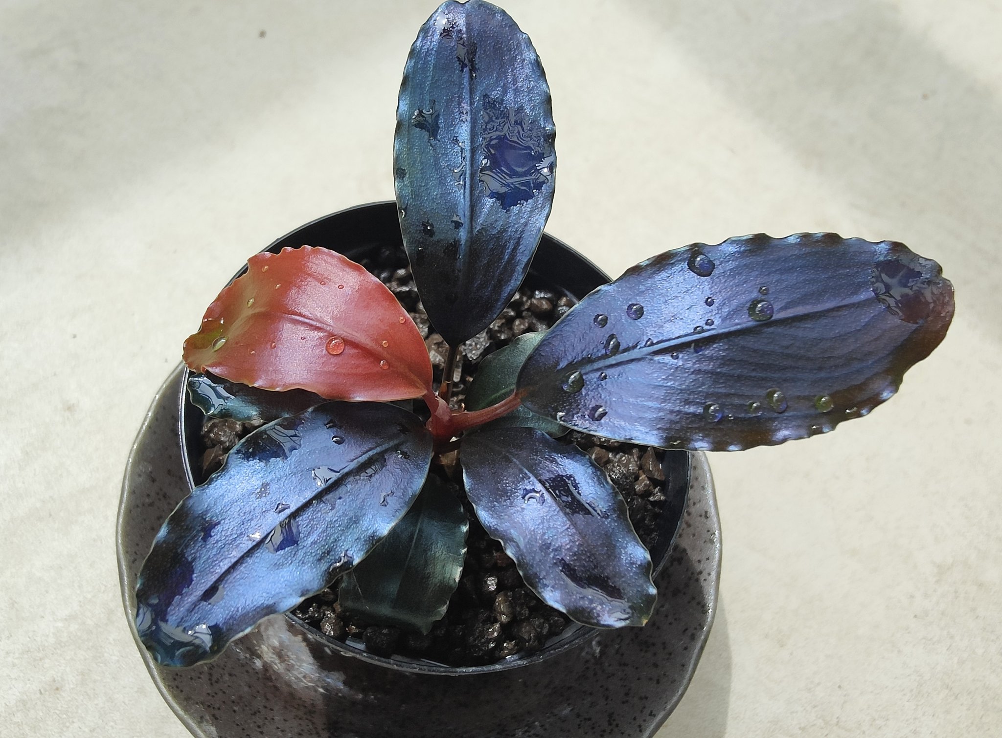 水草 Buce sp. Upperpearl midnight blue Bucephalandra sp