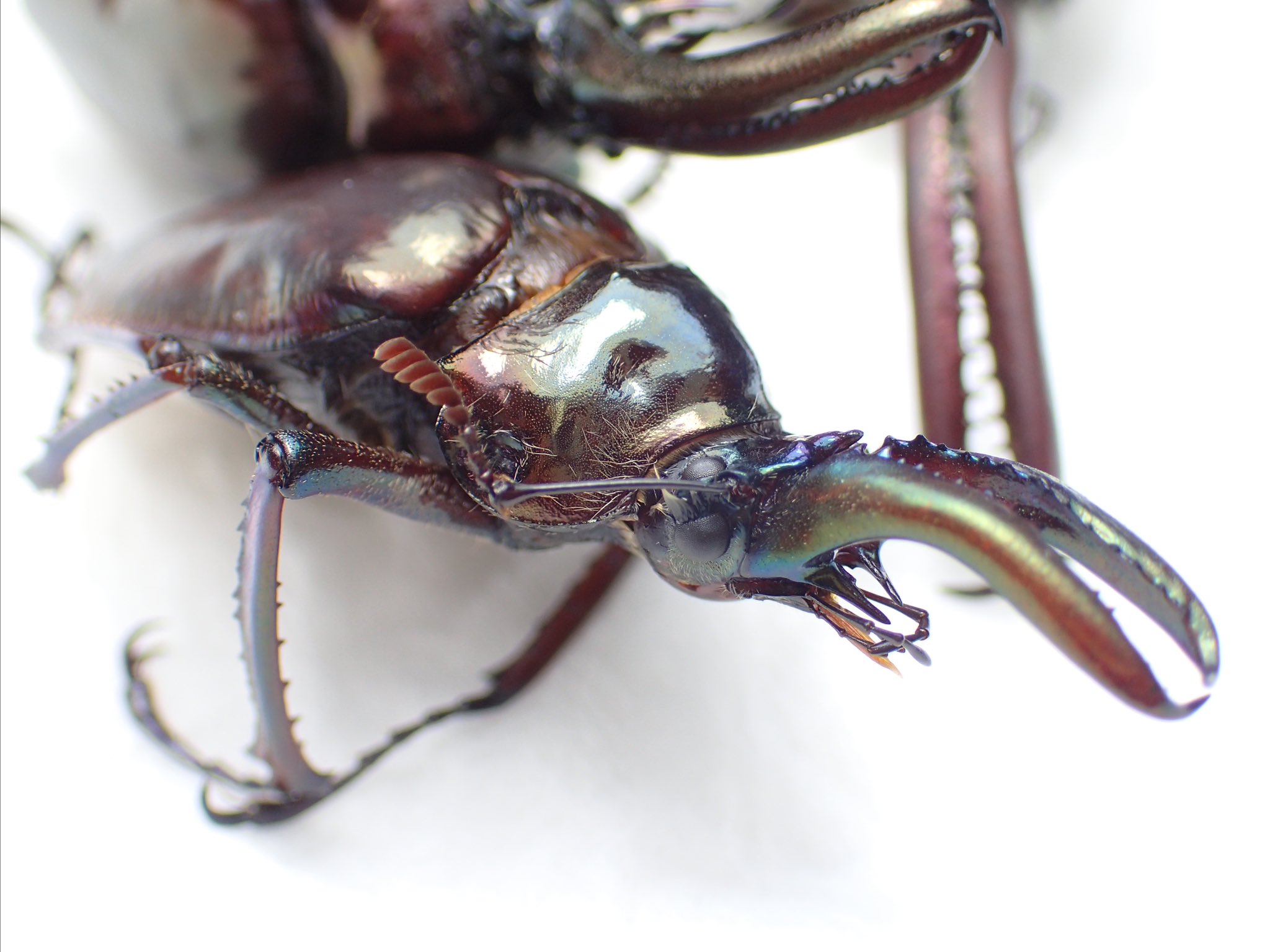 コガシラクワガタ（チリクワガタ） 大型 標本