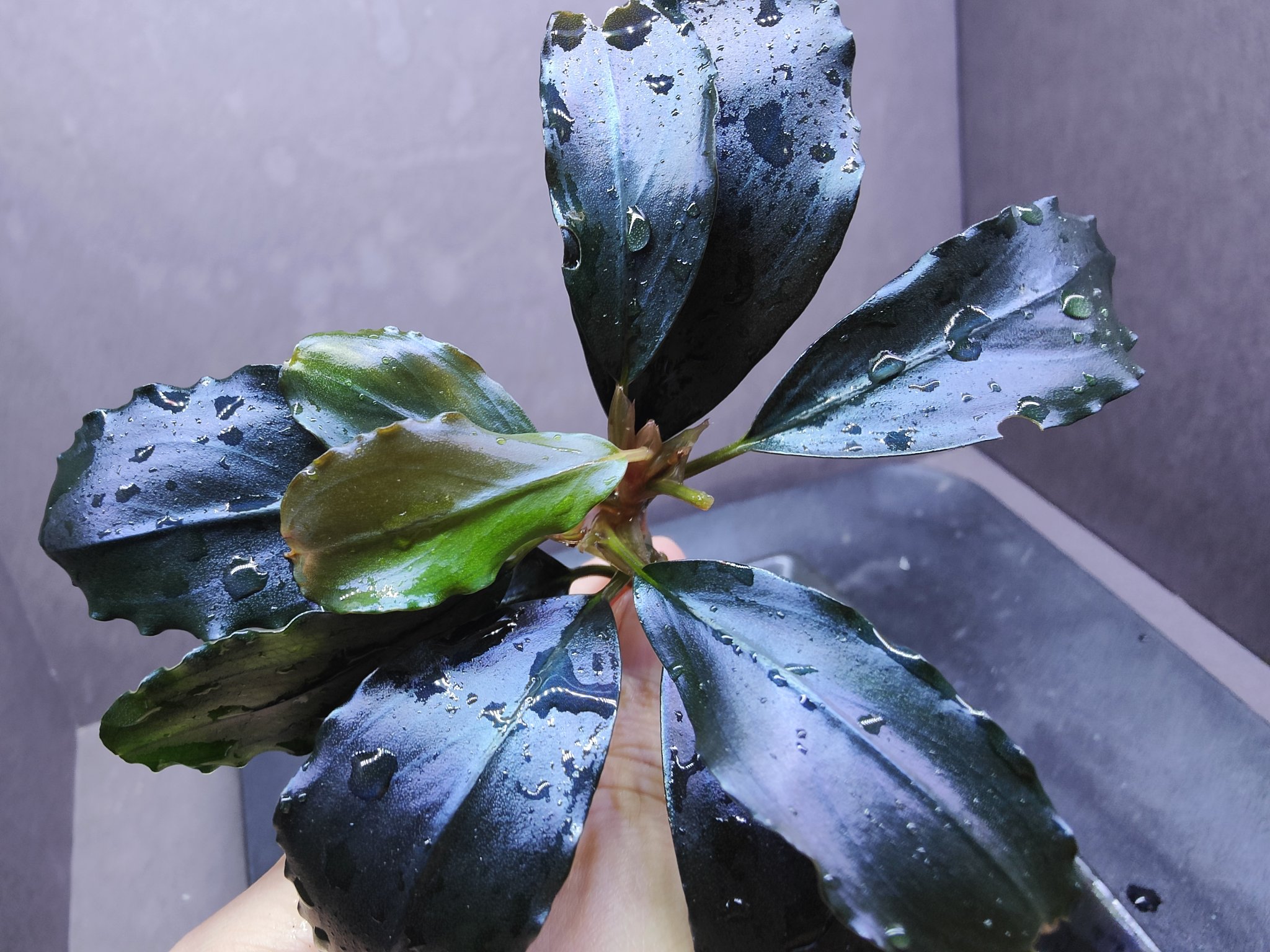 Bucephalandra ブセファランドラ sp. ティアブルー ブセファランドラsp