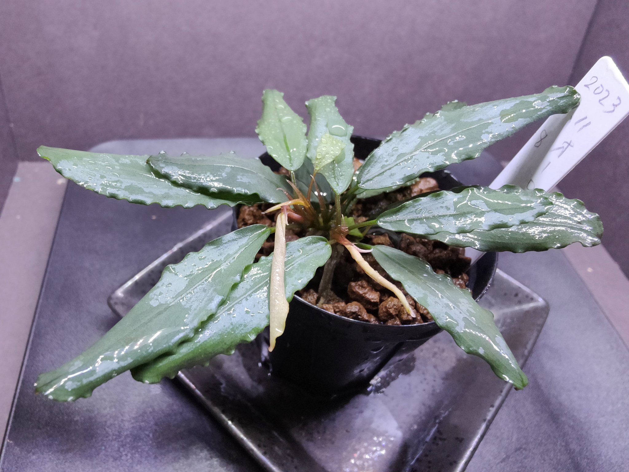 Bucephalandra sp. Aurora KN便 子株 Bucephalandra sp. Aurora KN便