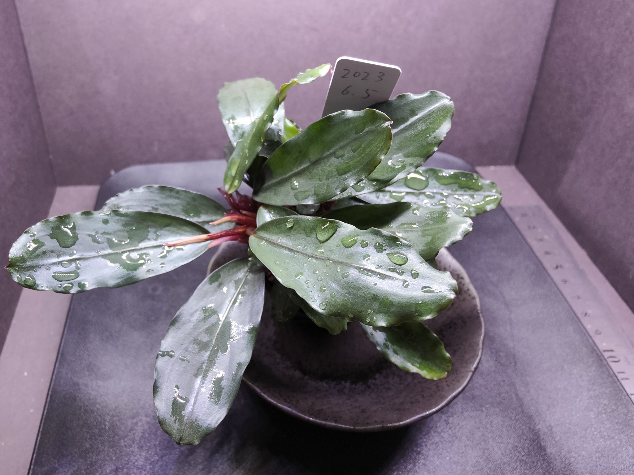 セール』Bucephalandra sp. King devil ブセファランドラ Diablo 水上