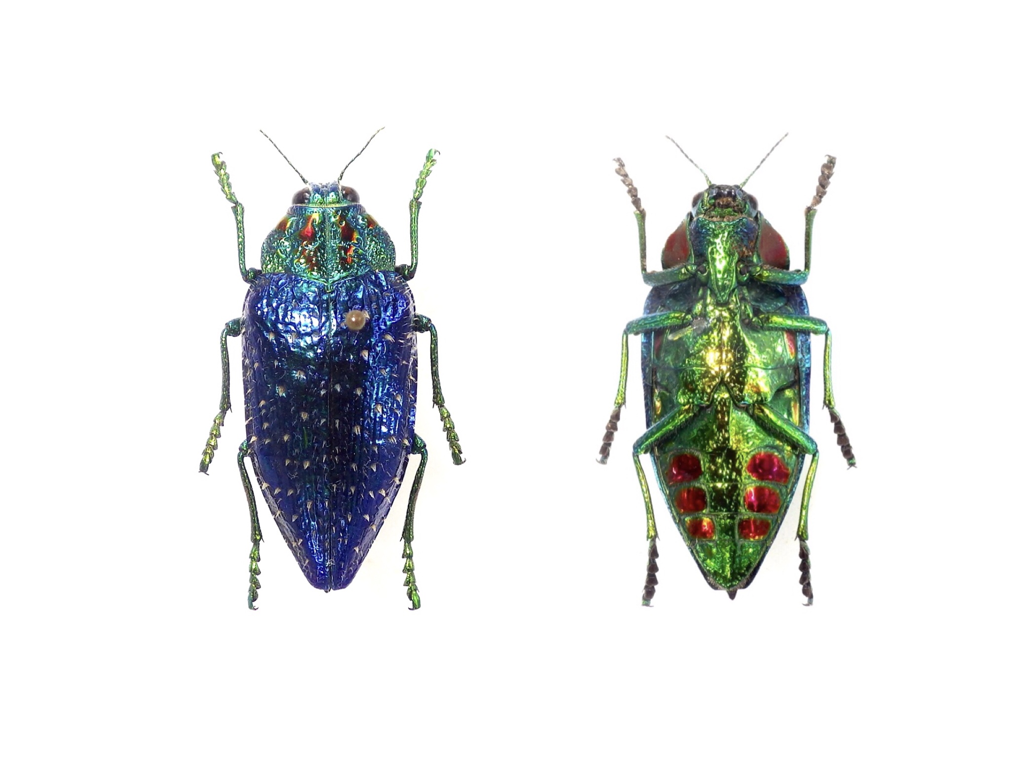 タマムシ 美しい青緑色の昆虫標本 タマムシ 美しい青緑色の昆虫標本
