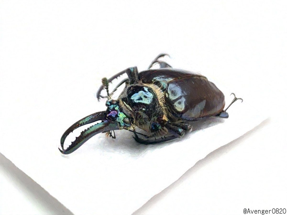 超 マンディブラリス ×リノケロス ハイブリッド 交雑種 標本 約78