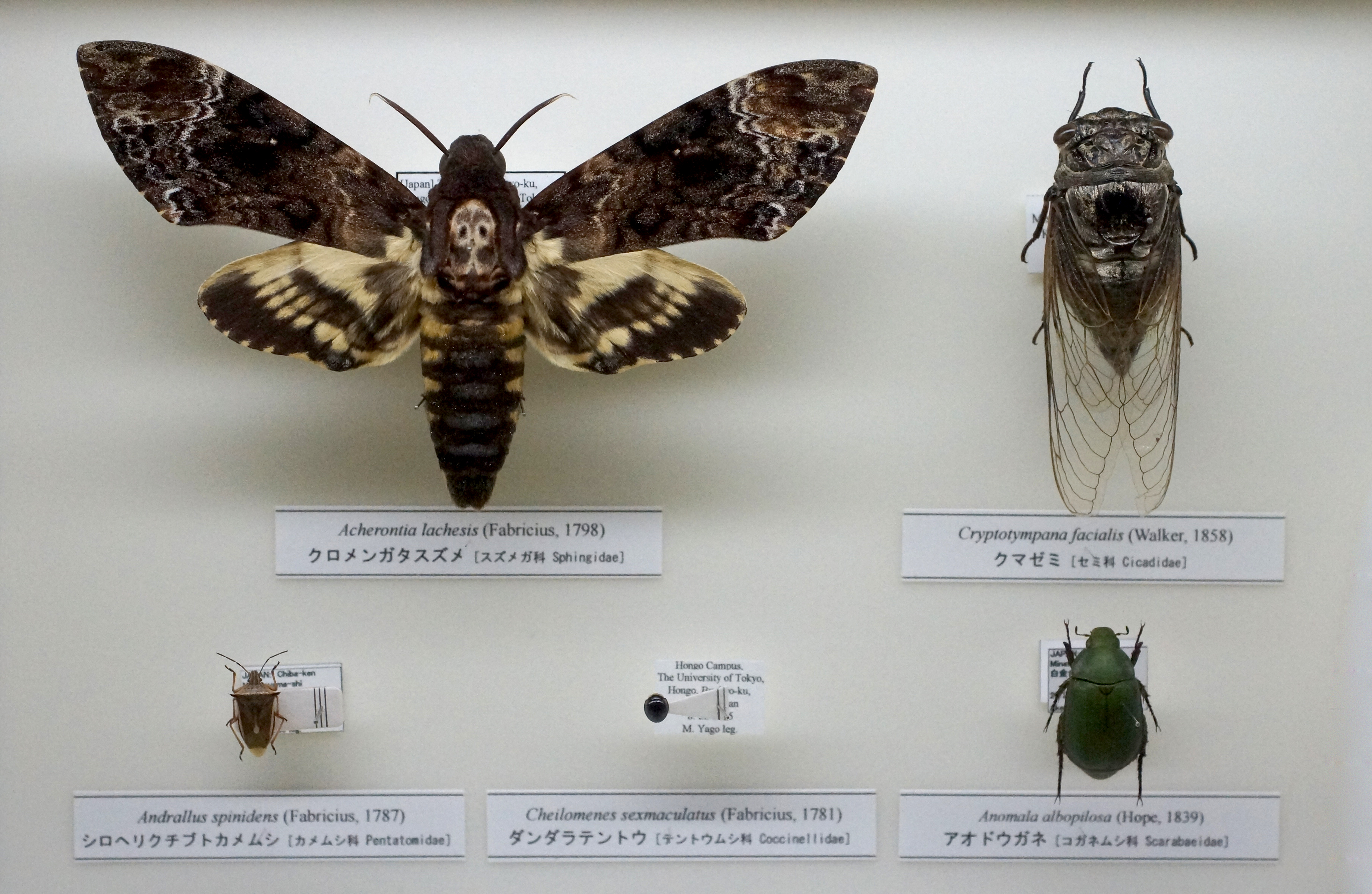 昆虫標本】クロメンガタスズメ 簡易ケース入り 【公式通販】