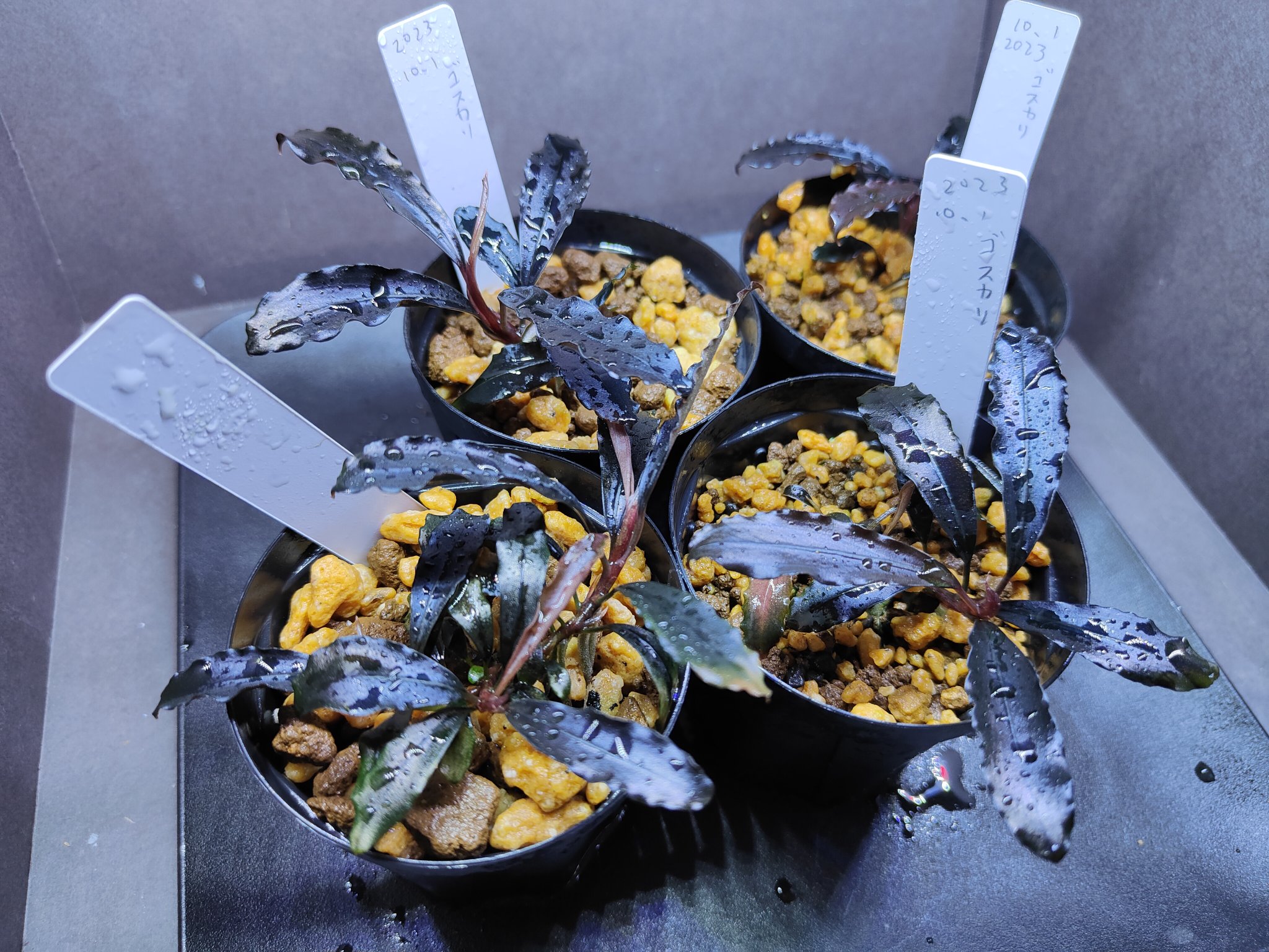 Bucephalandra sp.Ghost kalimantan 【公式通販】