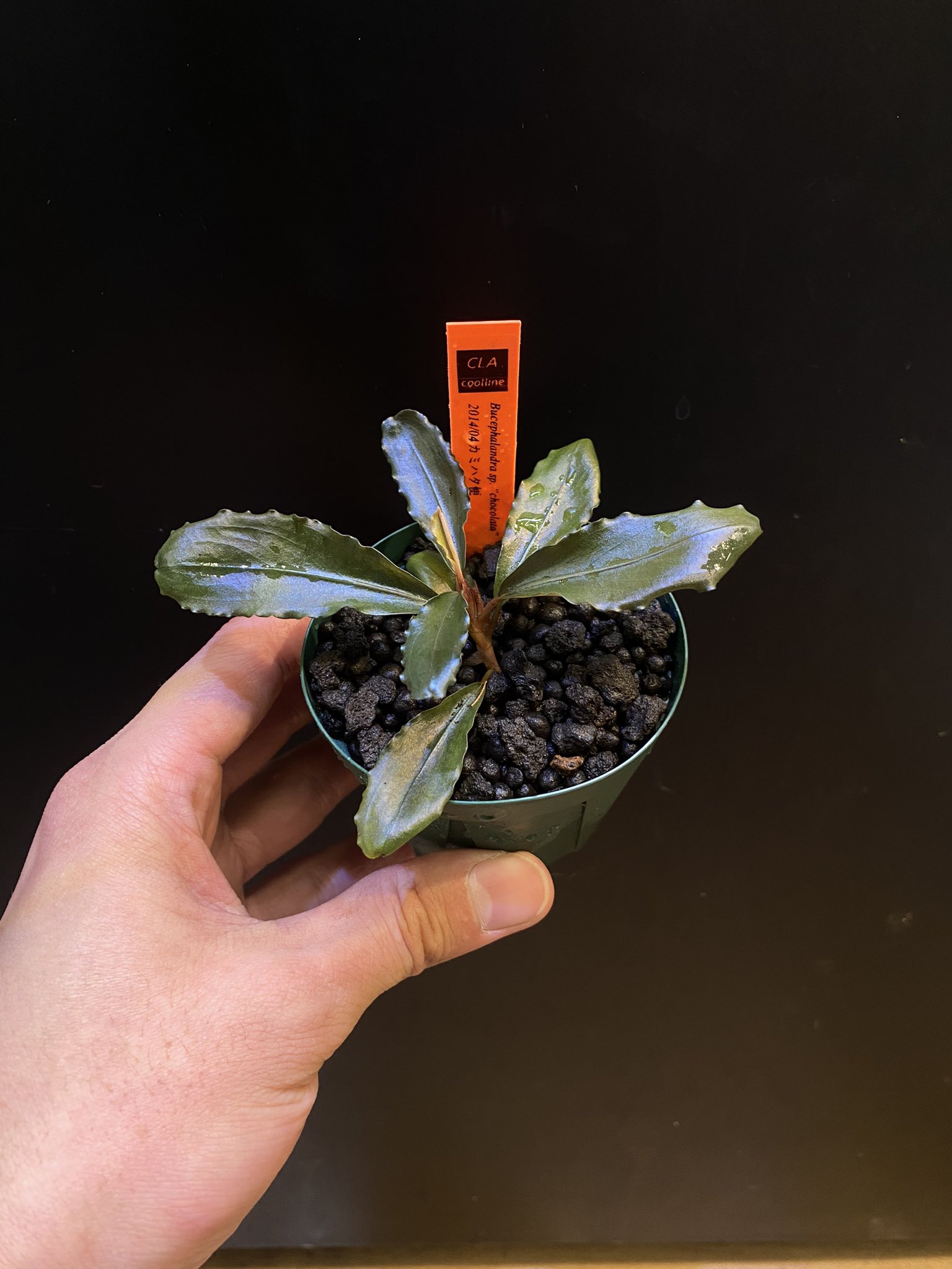 Bucephalandra sp.2020 purple[カミハタ]