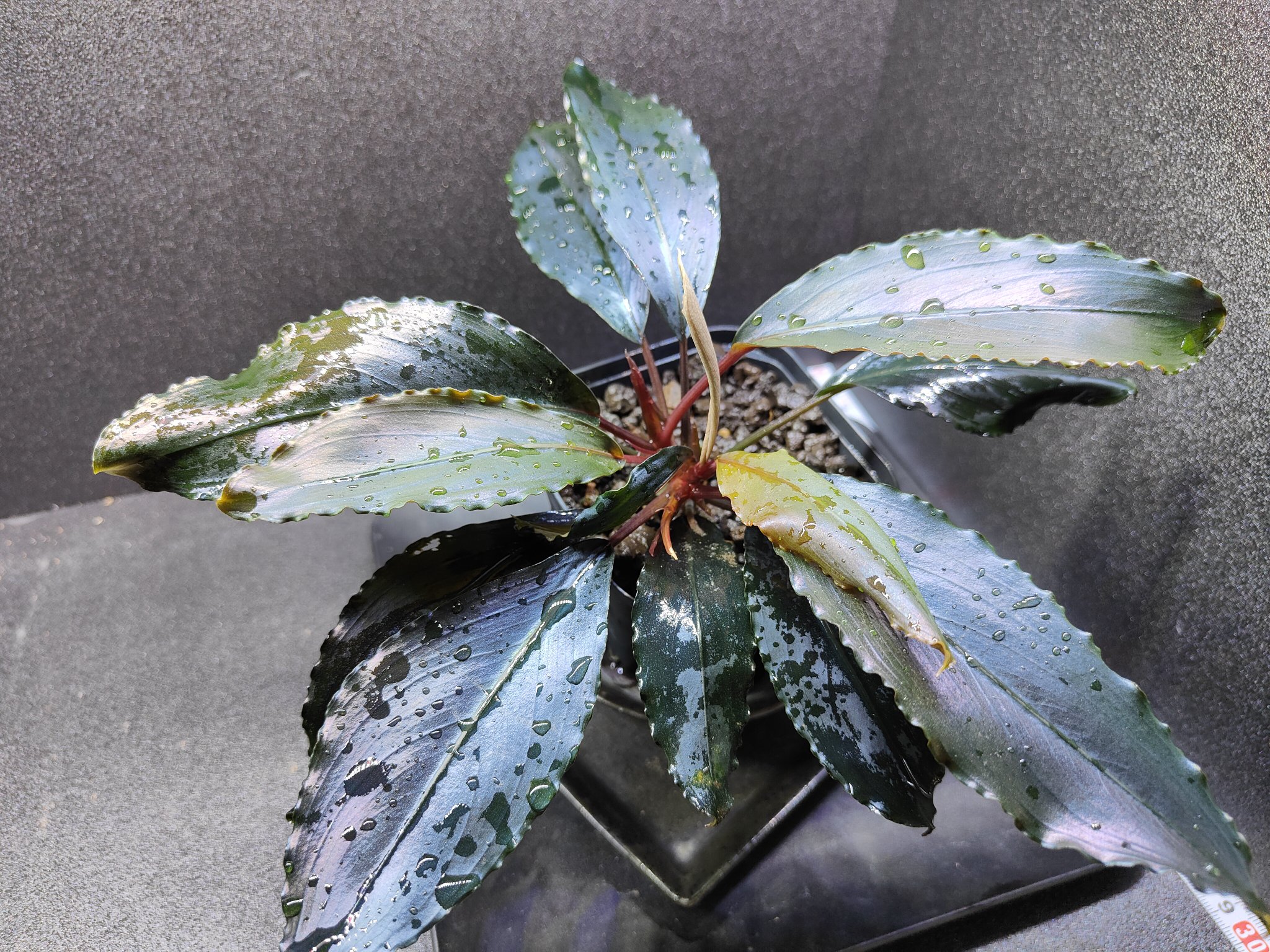 bucephalandra deep Purple【AZ1011-XX】子株 (ブセファランドラ