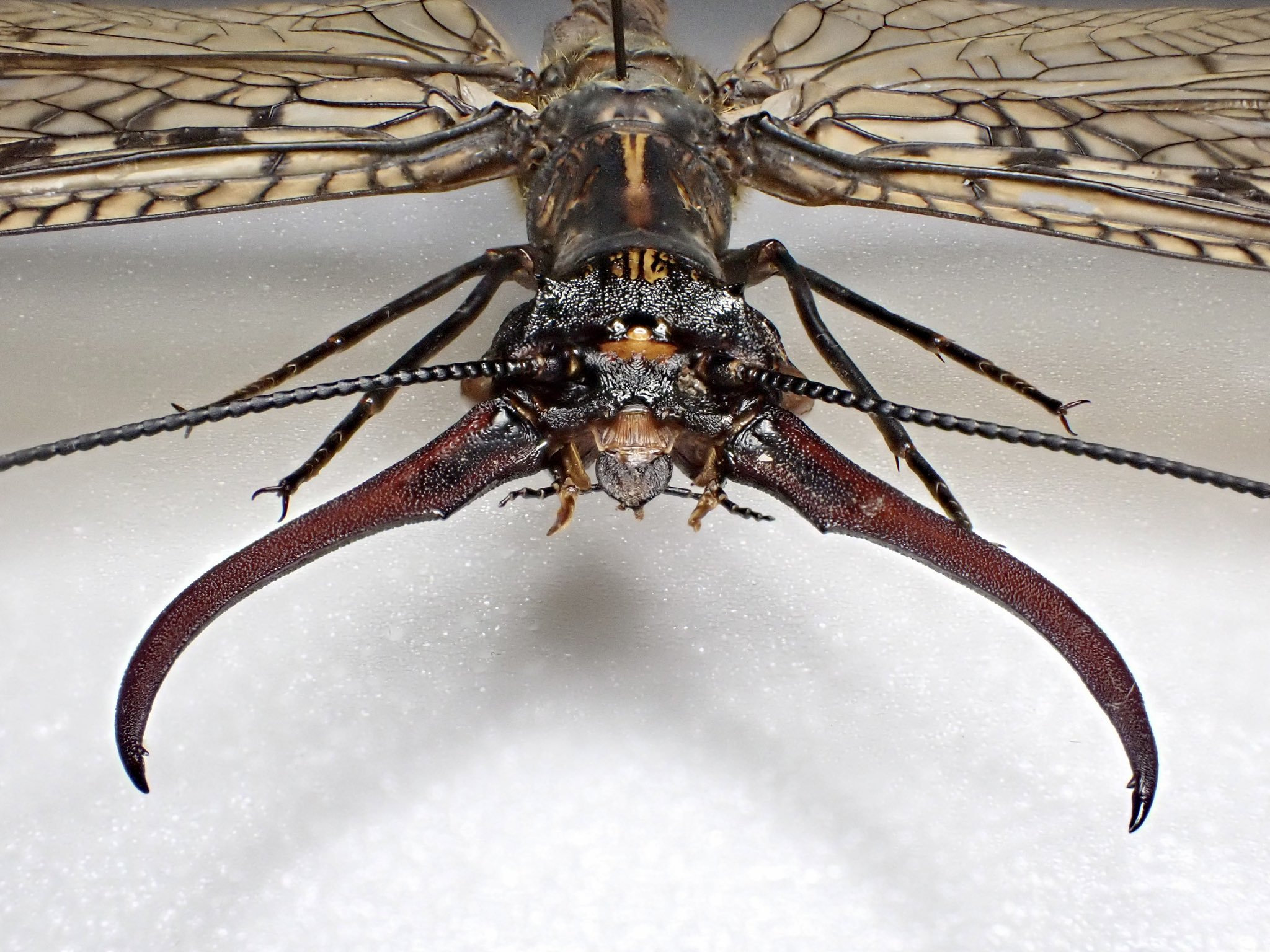 巨大ヘビトンボ 【公式通販】