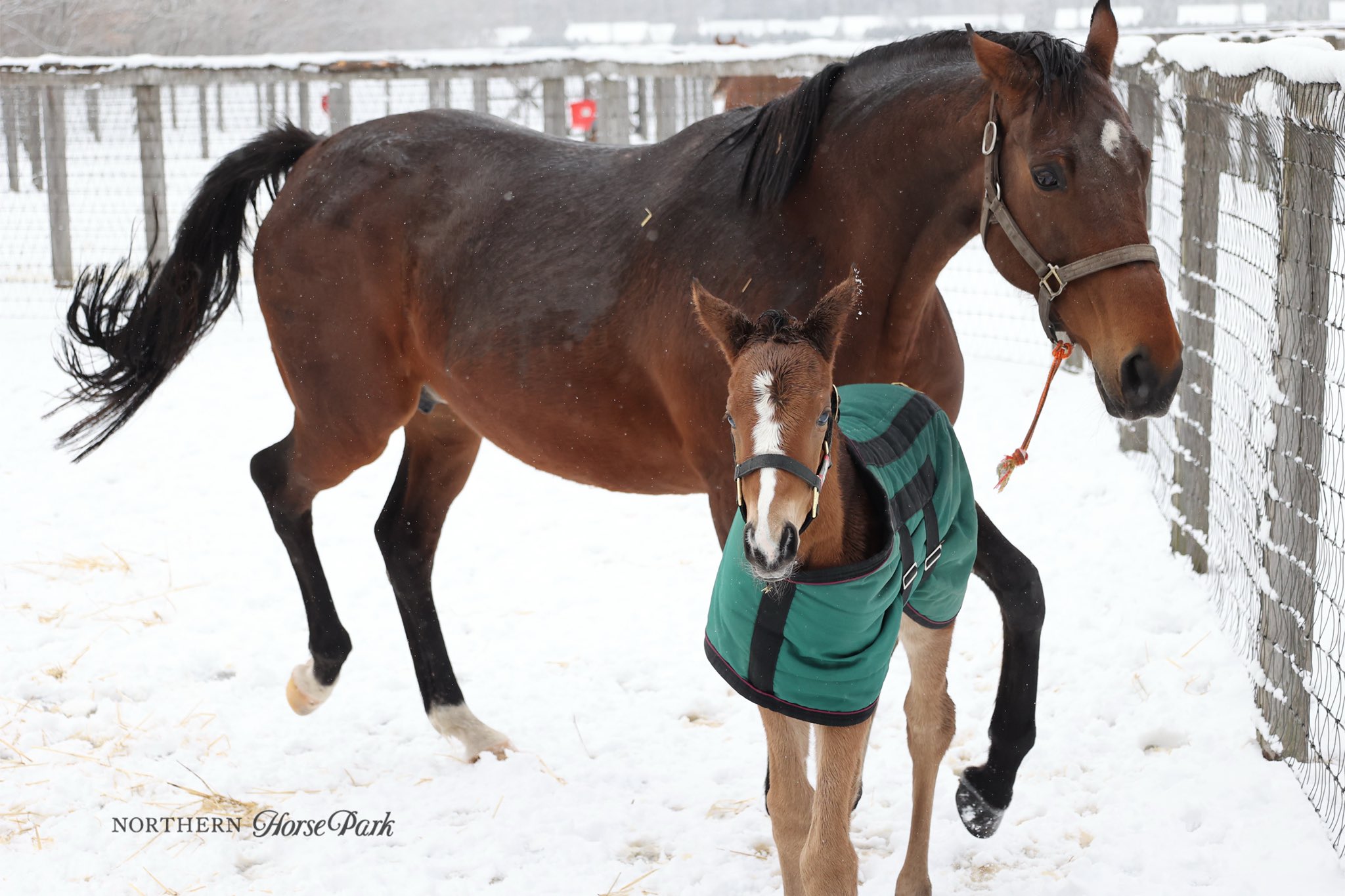 ☆競馬☆シュネルマイスター☆たてがみ☆ノーザンホースパーク 【公式