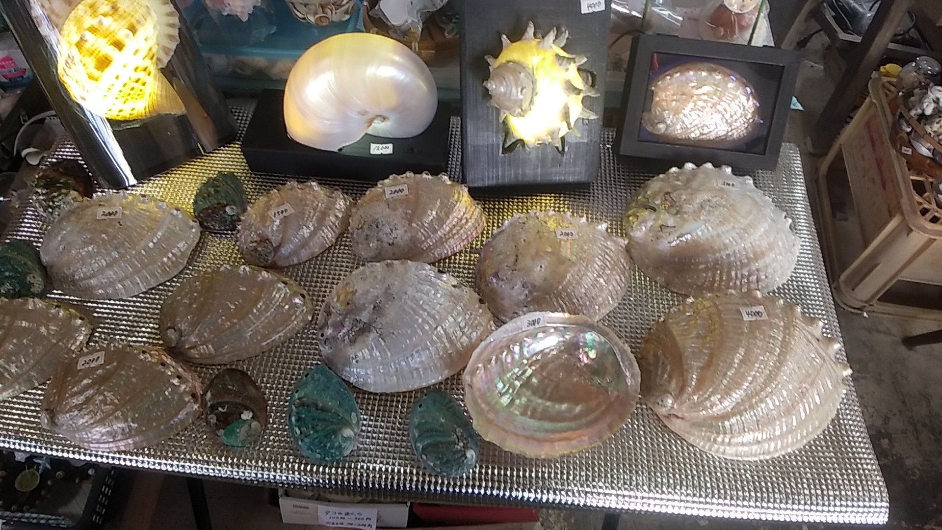 貝細工 珊瑚 貝 螺旋細工の額付き 縁起 開運 風水