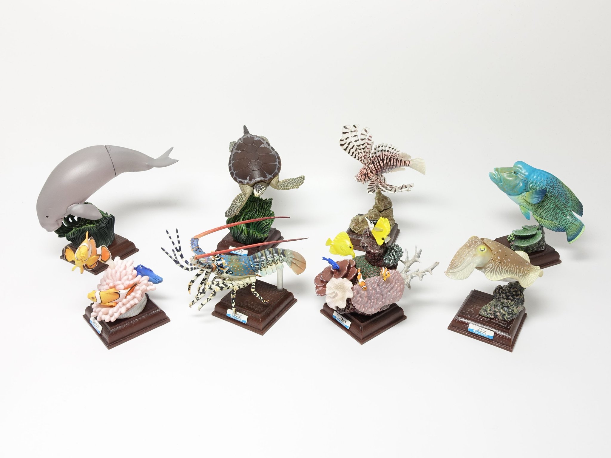 ネイチャーテクニカラー コブシメ 鳥羽水族館 美品 ネイチャー