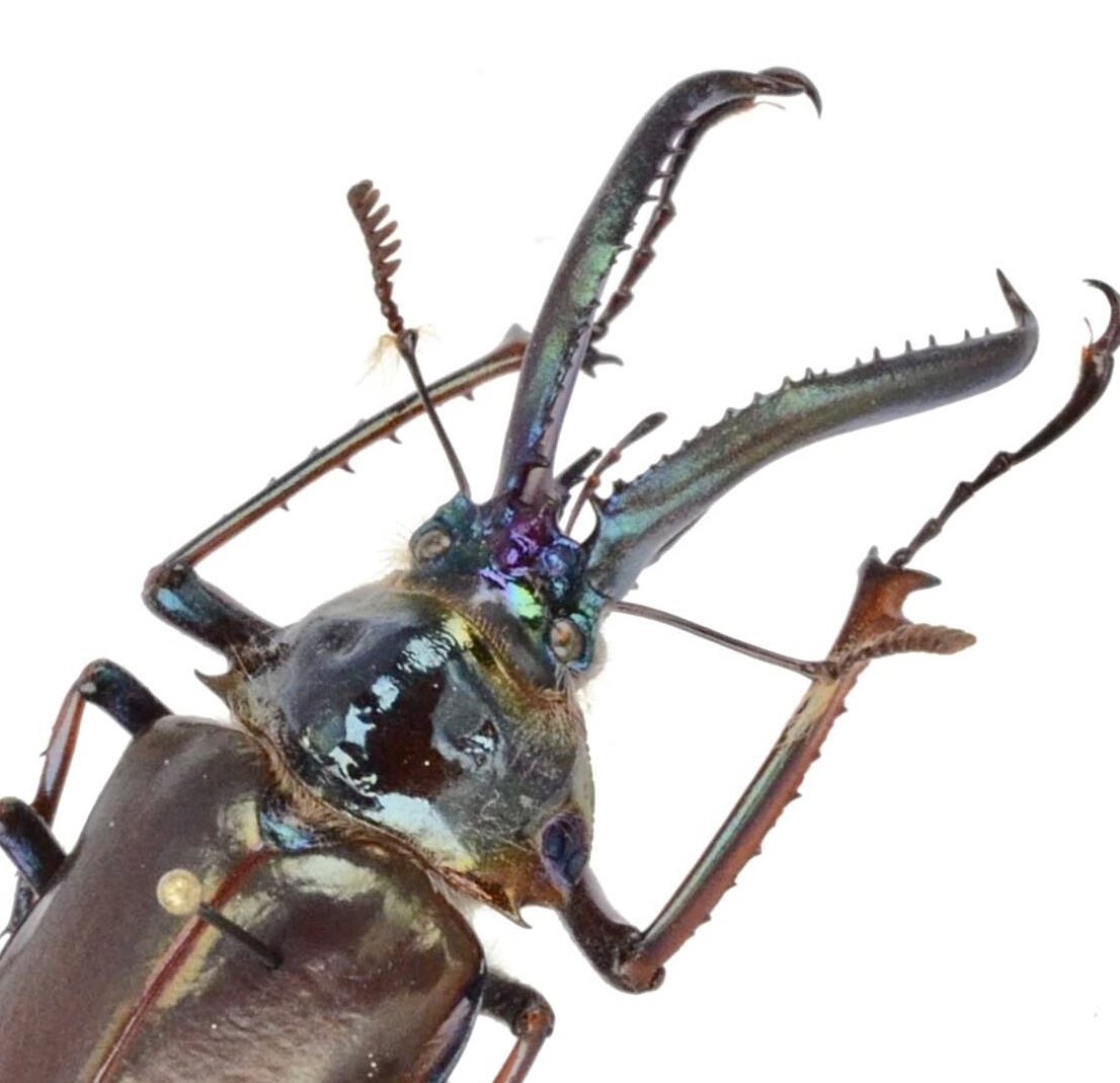 甲虫標本専門店 花滝 -HANATAKI- on X: 