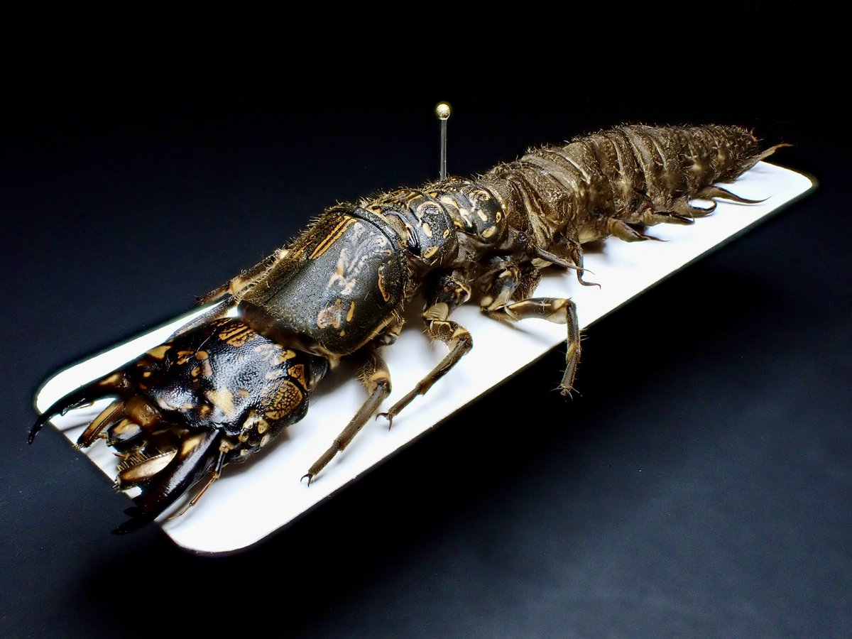 標本】オオキバヘビトンボ 大型 野外品 標本】オオキバヘビトンボ 大型