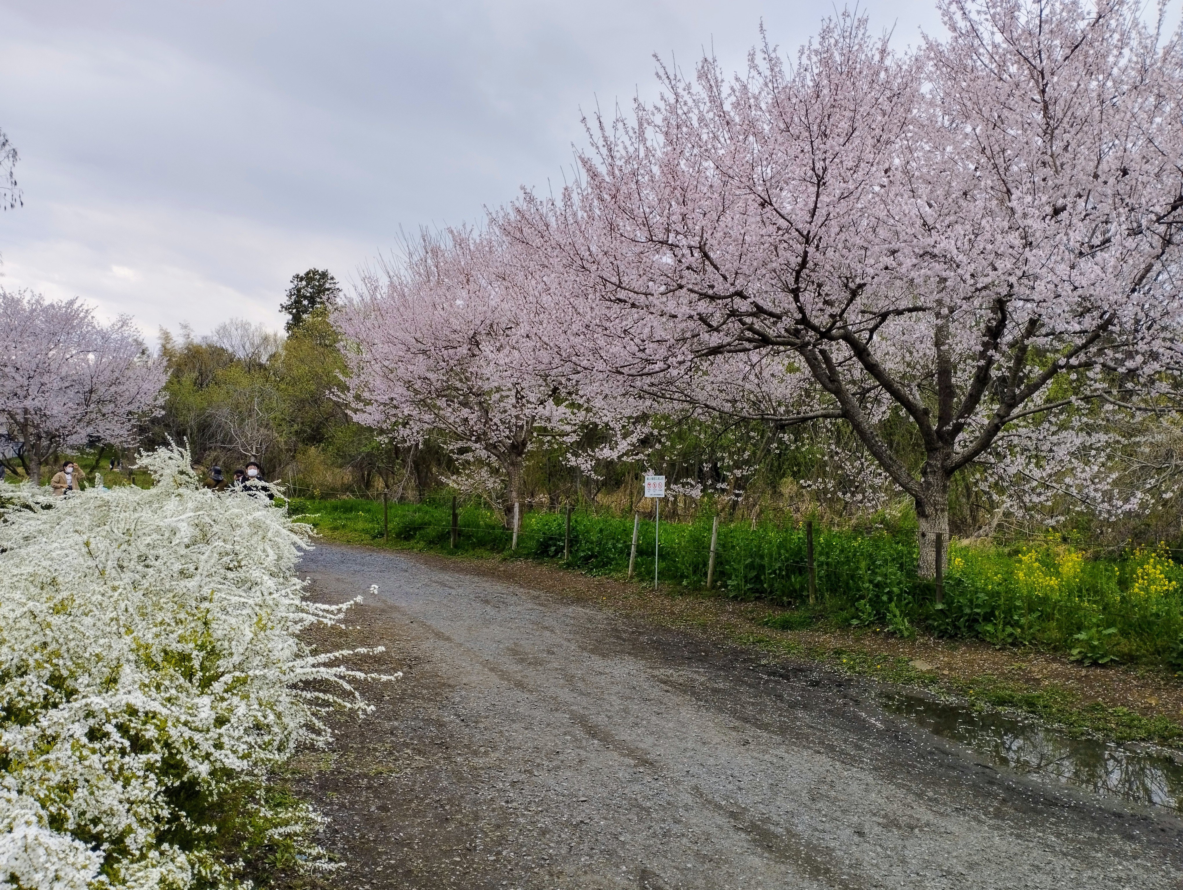 町田譽曽彦、【上尾丸山公園】、希少な画集画、新品高級額・額装付、