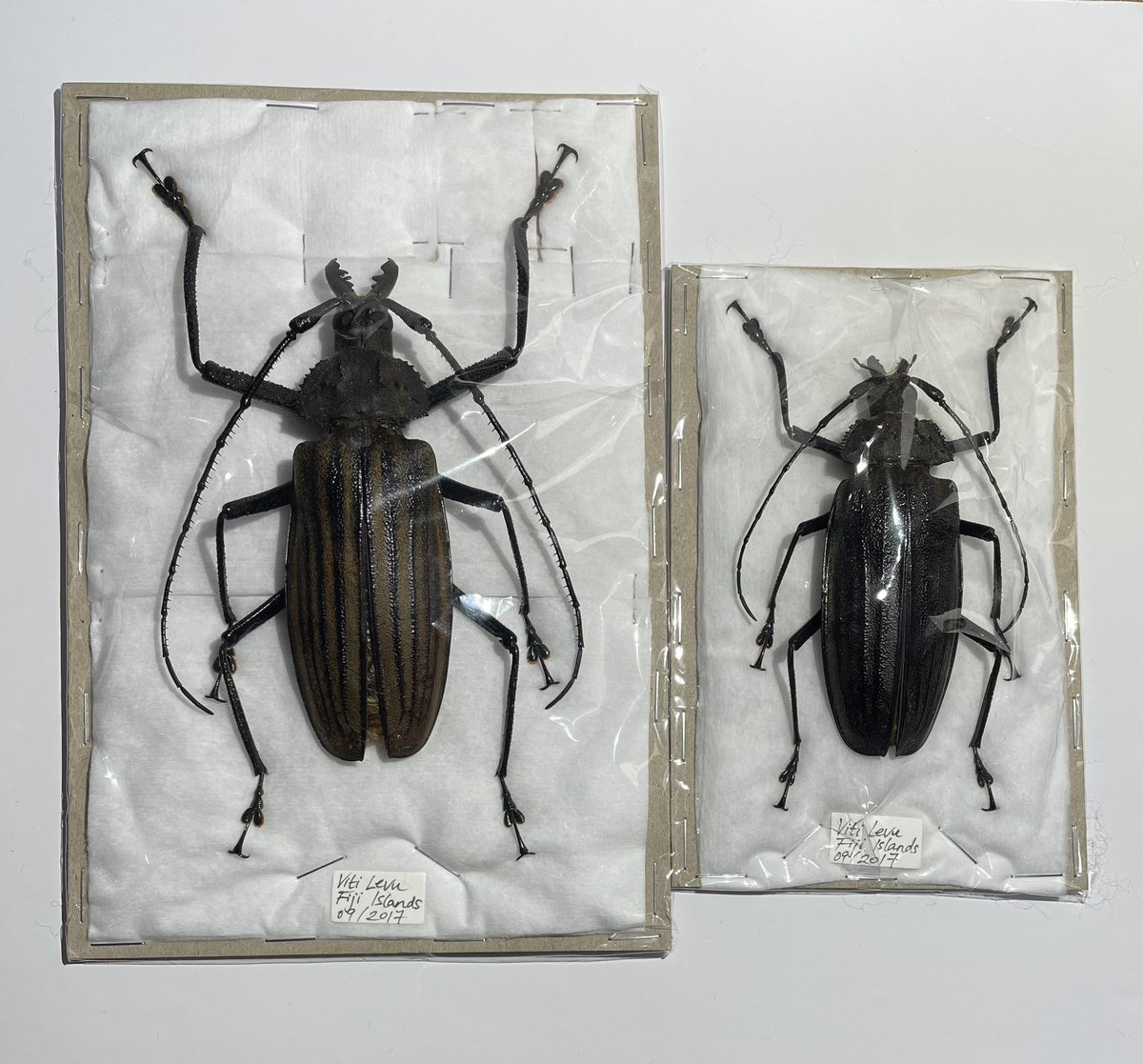 カミキリムシ (@5AuTwuwVZB0alo7) / Posts / X