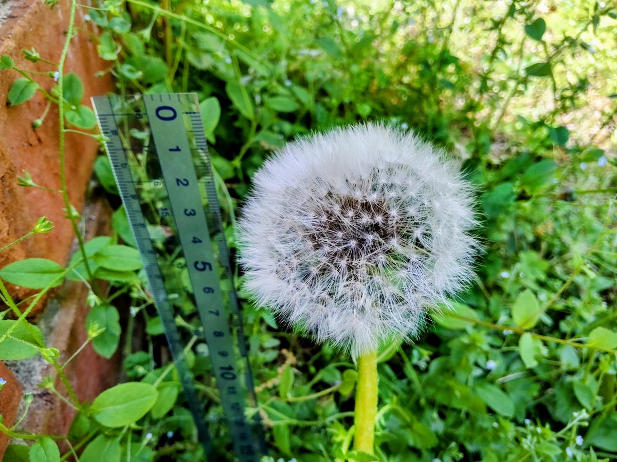 ☀️巨大タンポポ、再び🌈 直径7cm級の巨大タンポポがわらわらと
