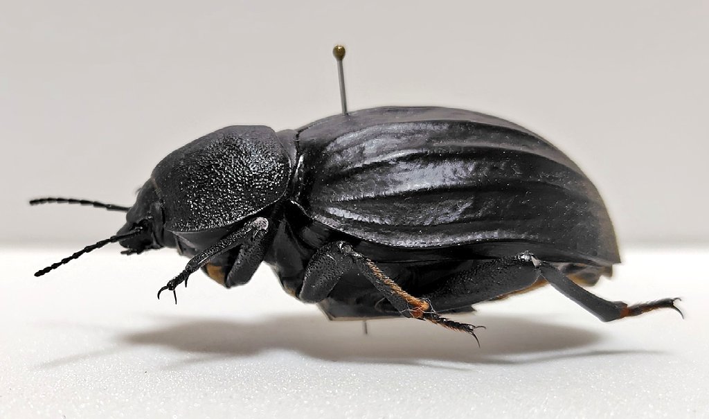 ウズベキスタン産 ゴミムシダマシ 27mm ウズベキスタン産