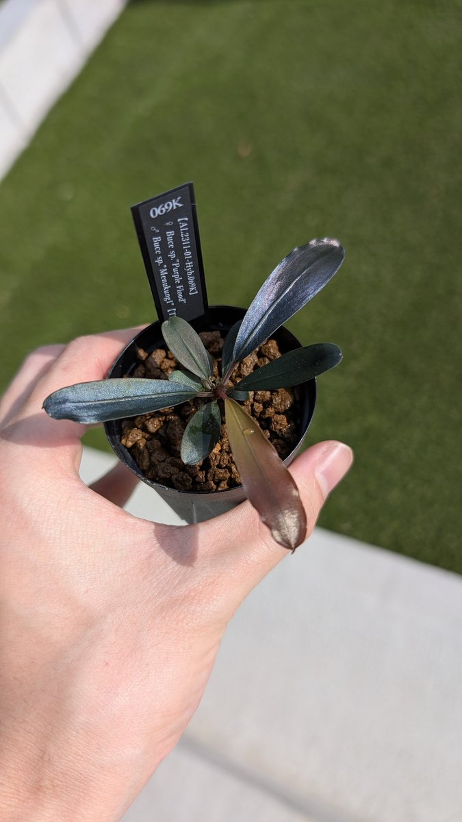 実生ブセ】Bucephalandra cv.