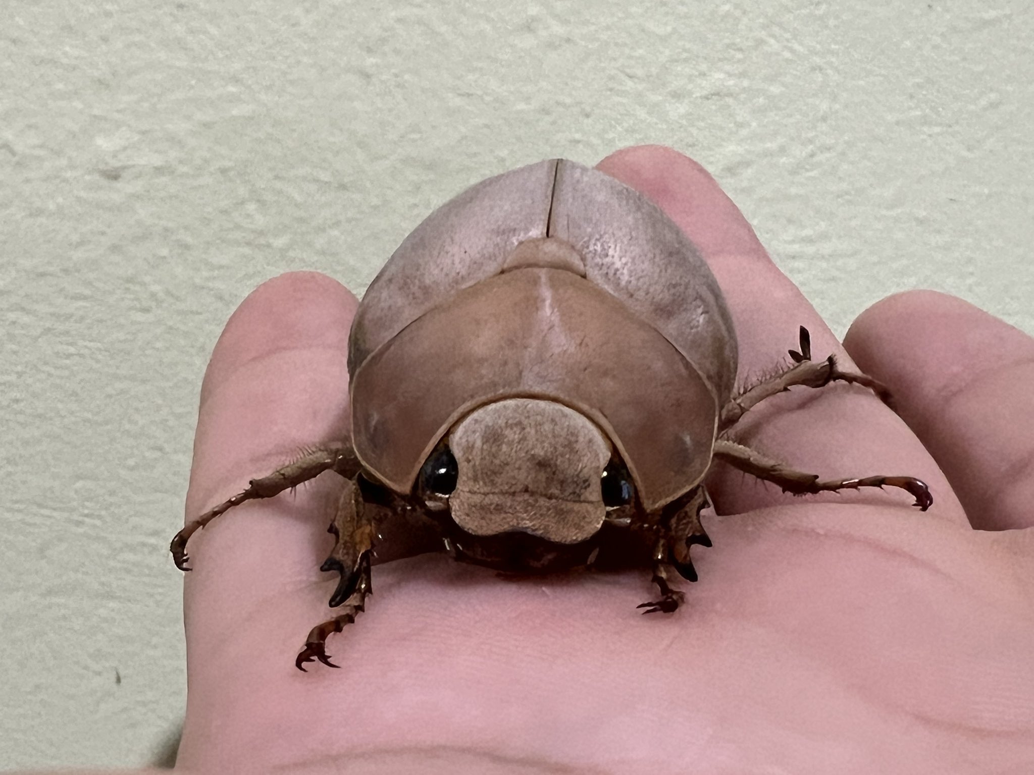 ☆昆虫標本☆【オスモウサンコガネ】 高橋のぞむ◇ゆるかわ古生物図鑑