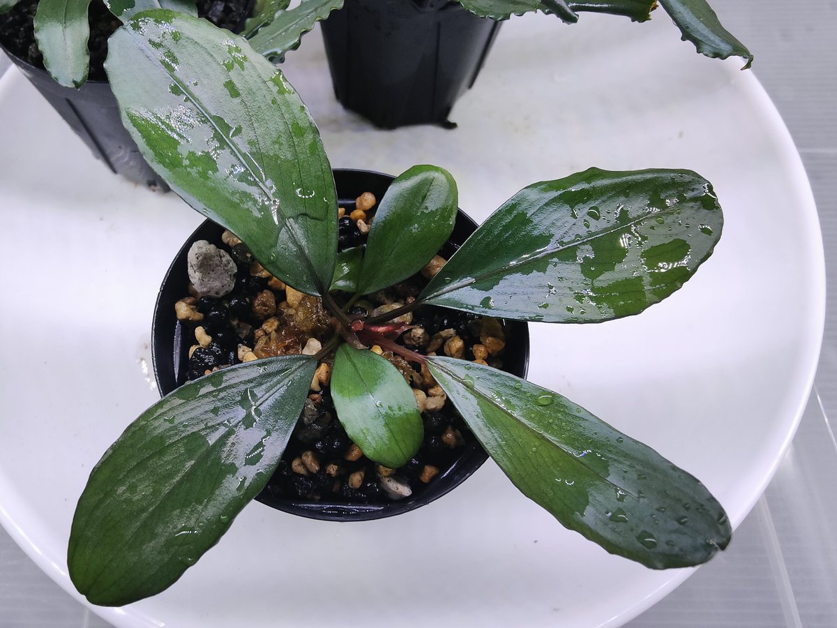 Bucephalandra sp.Super Demos しーん Bucephalandra sp.Super Demos