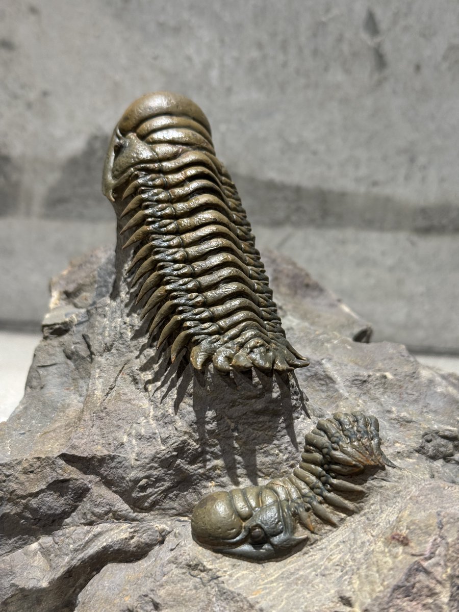 博物館級 三葉虫 群生 化石 標本 地学 博物館級 三葉虫 群生 化石 標本