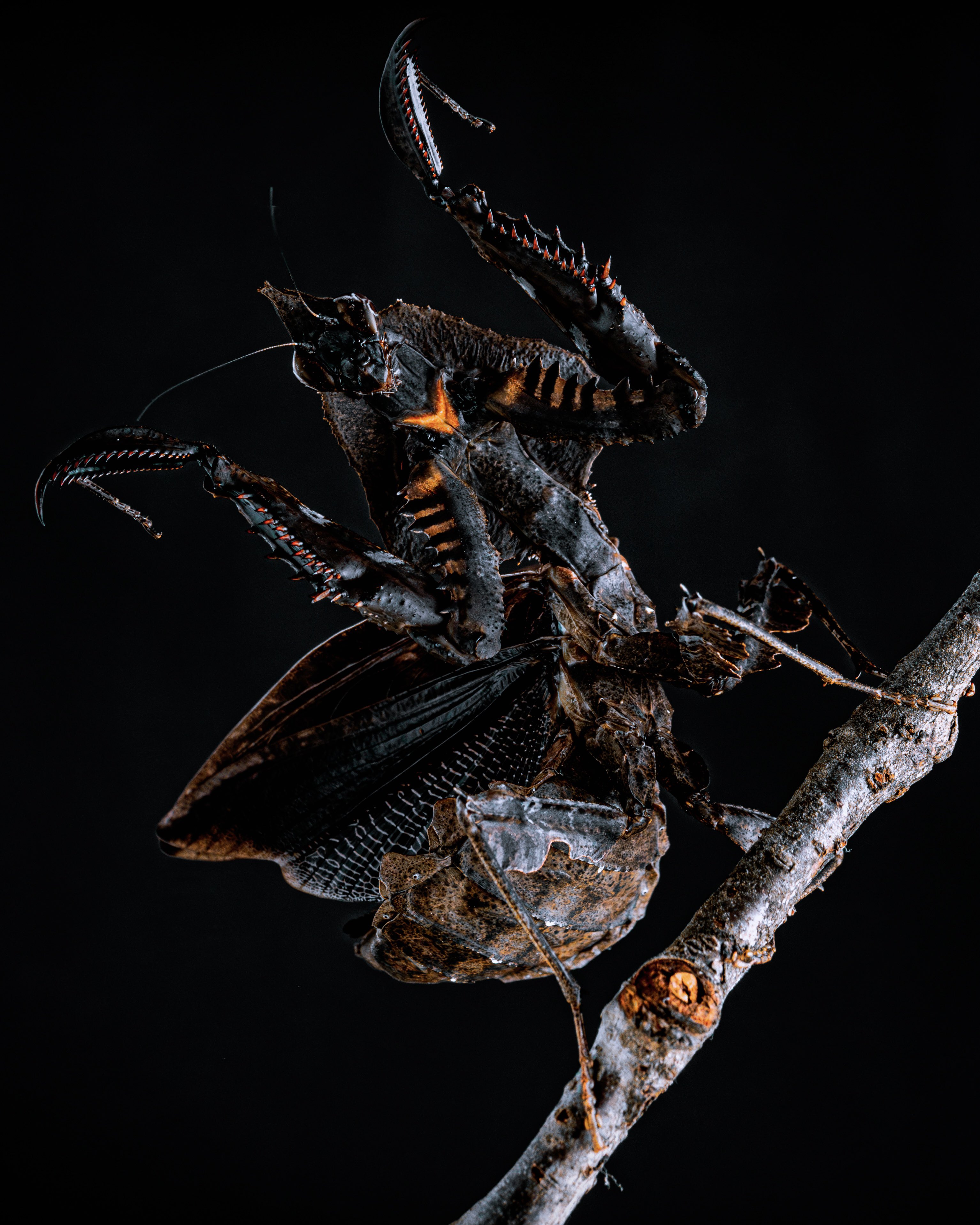 マオウカレハカマキリ雌 立体標本 魔王枯葉 マオウカレハカマキリ雌