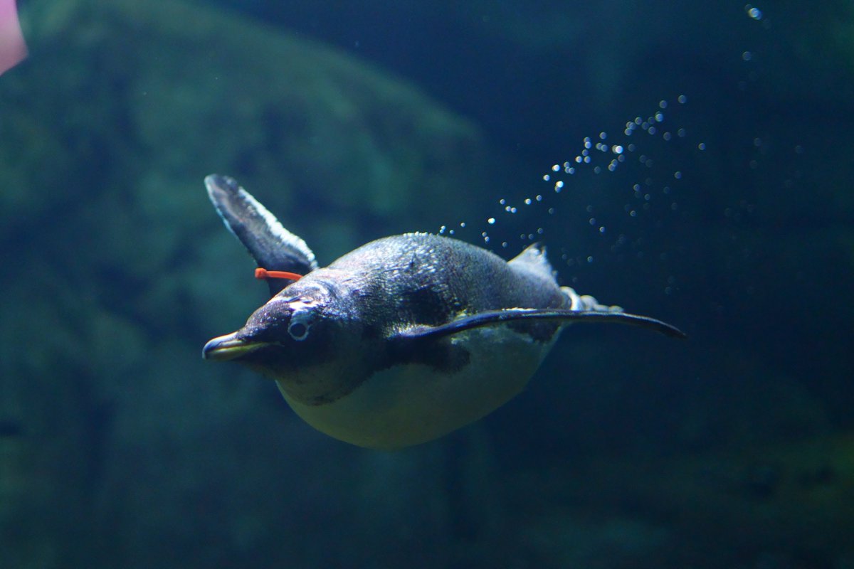 ペンギンちゃん🐧 (@ariel_digit) / Posts / X