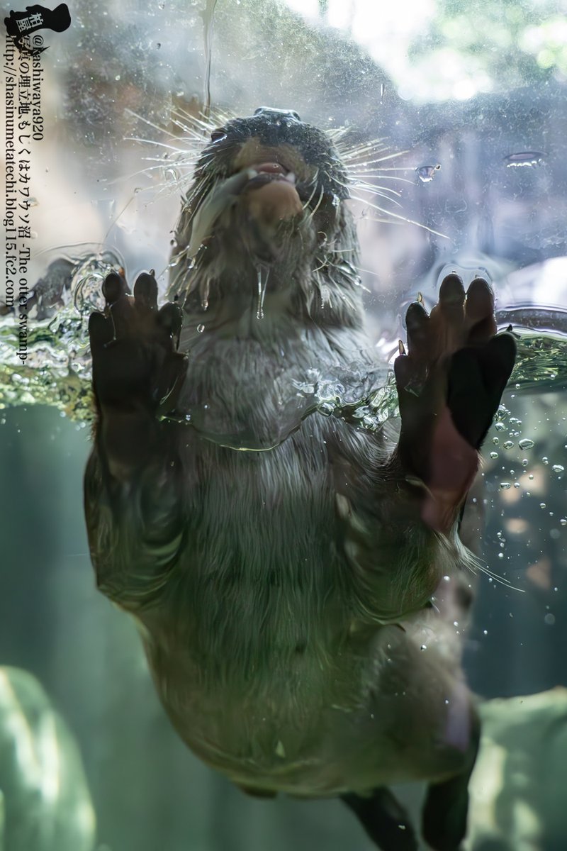 カシワヤ (@kashiwaya920) / Posts / X