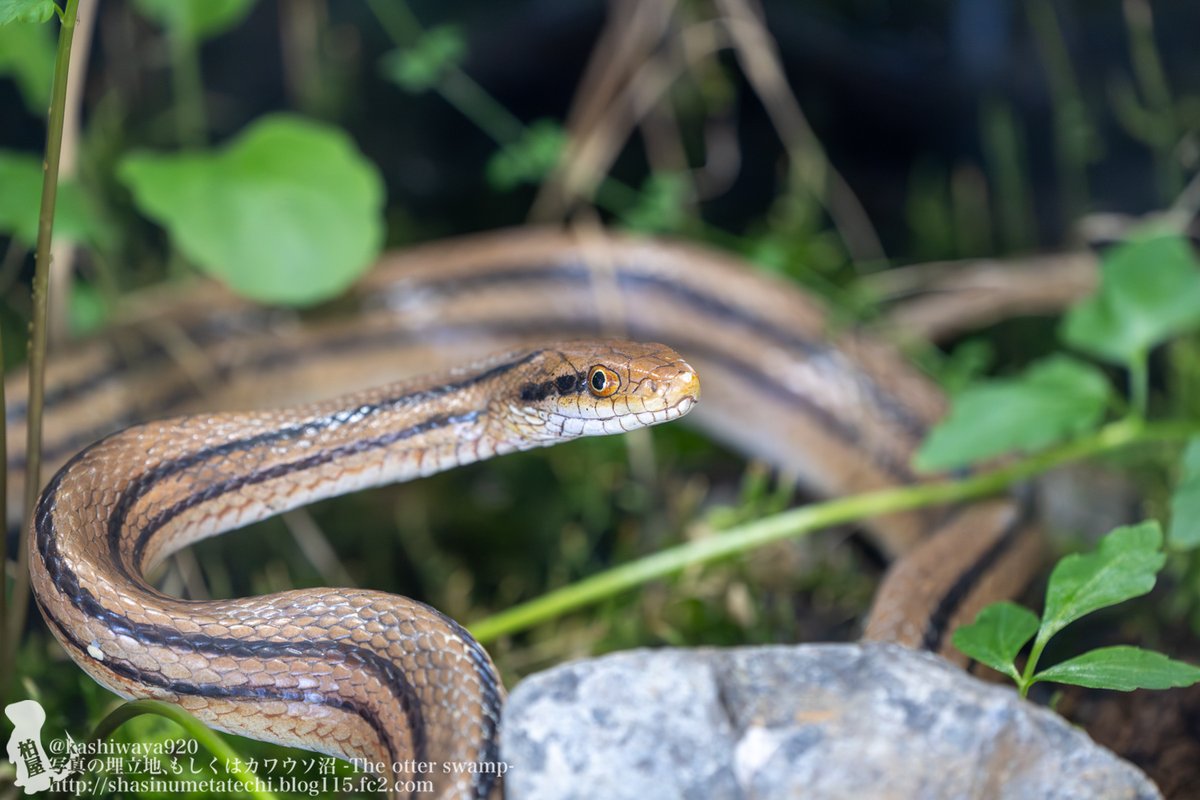 カシワヤ (@kashiwaya920) / Posts / X