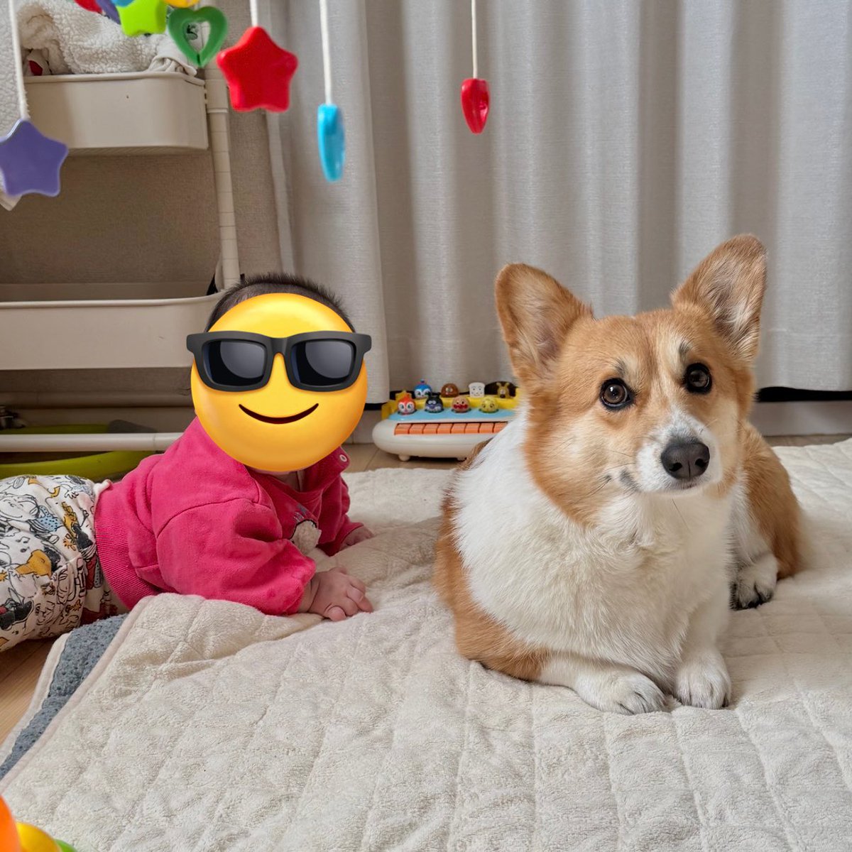 こむぎ👒🌾 (@k0mugichan_) / Posts / X