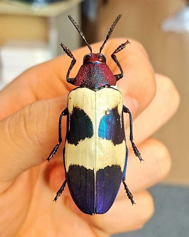 アキ 貴重 ウミアメンボ 標本 2匹 全てが桁違い」 20万円かけて