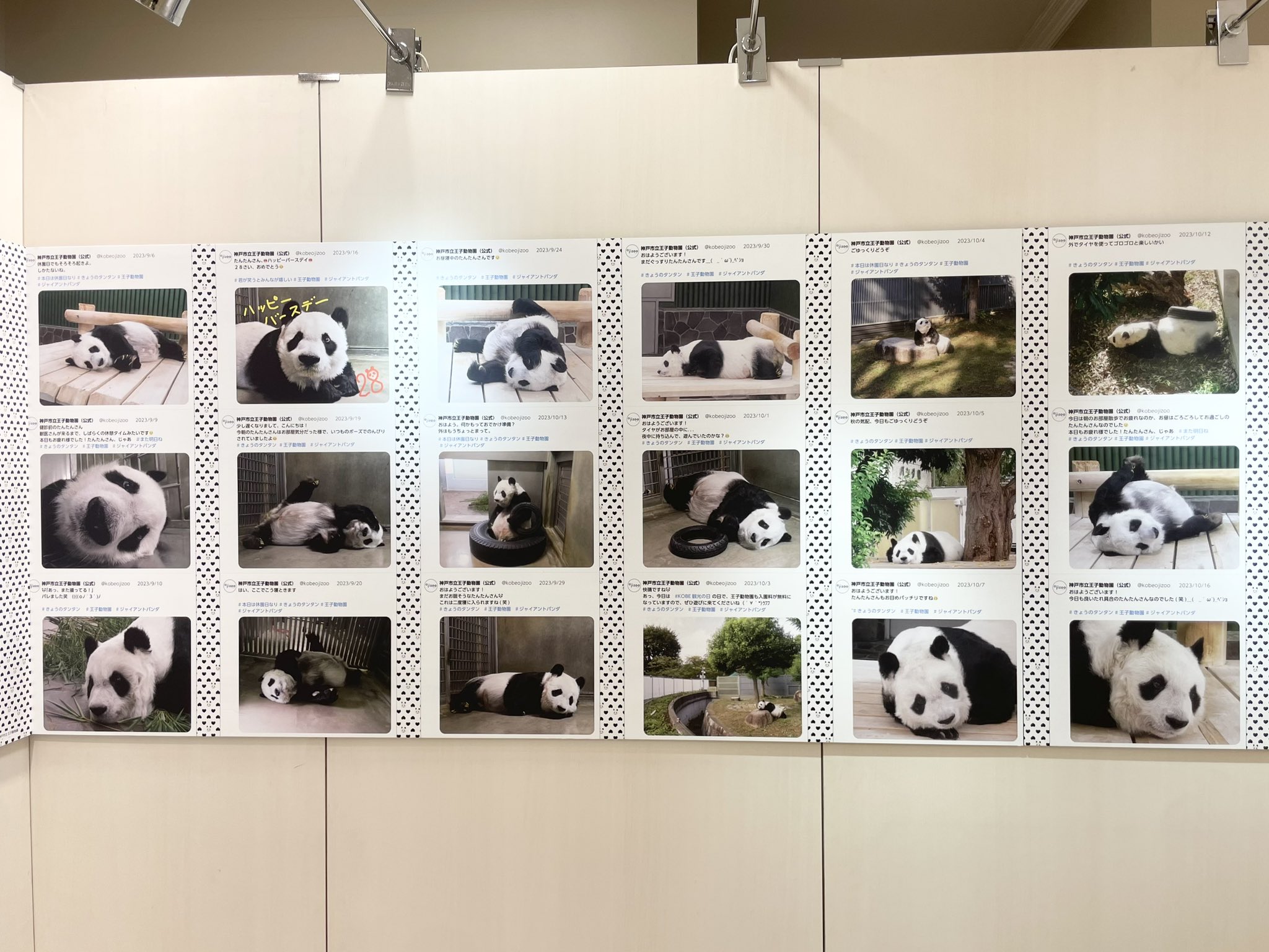 松坂屋 ハッピーパンダフルディズ 5枚セット 松坂屋 ハッピーパンダ