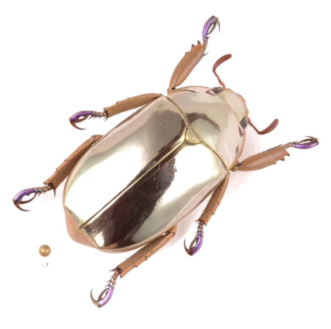 これぞクライシーナ(プラチナコガネ)の王道！ 美しい金属光沢を放つ